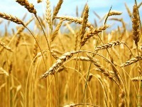Published Rulebook on analyzers for measuring protein content in cereals 